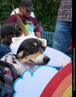 Tour de Corgi - Parade