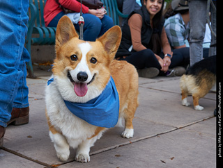 Tour de Corgi - Parade