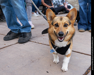 Tour de Corgi - Parade
