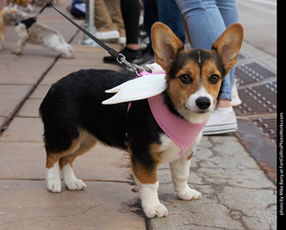 Tour de Corgi - Parade