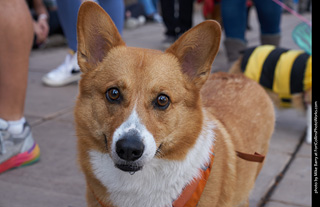 Tour de Corgi - Parade
