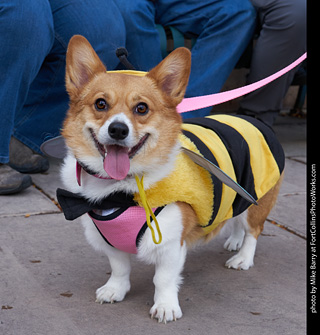 Tour de Corgi - Parade