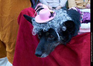 Tour de Corgi - Parade