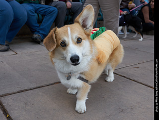 Tour de Corgi - Parade