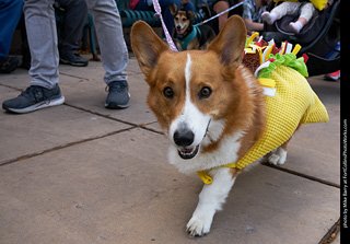 Tour de Corgi - Parade