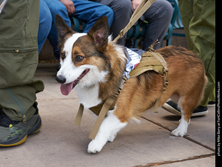 Tour de Corgi - Parade