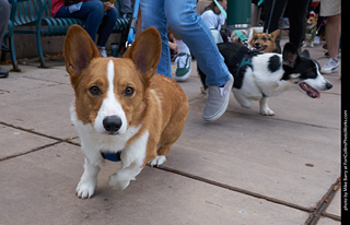 Tour de Corgi - Parade