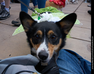 Tour de Corgi - Parade