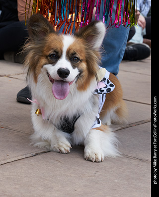 Tour de Corgi - Parade