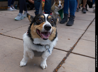 Tour de Corgi - Parade