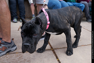 Tour de Corgi - Parade