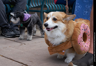 Tour de Corgi - Parade