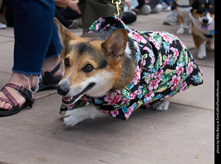 Tour de Corgi - Parade