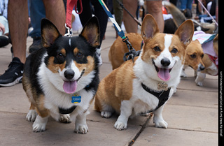 Tour de Corgi - Parade