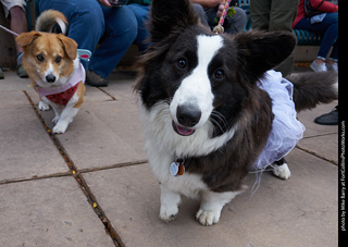 Tour de Corgi - Parade