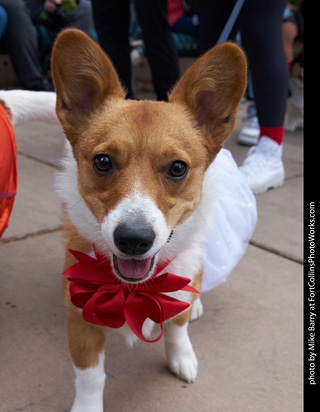 Tour de Corgi - Parade