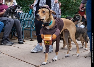 Tour de Corgi - Parade