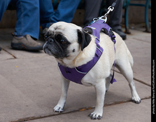 Tour de Corgi - Parade
