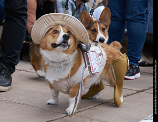 Tour de Corgi - Parade
