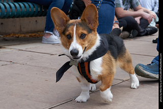 Tour de Corgi - Parade
