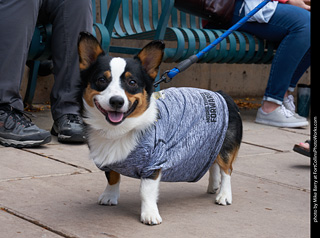 Tour de Corgi - Parade