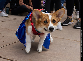 Tour de Corgi - Parade