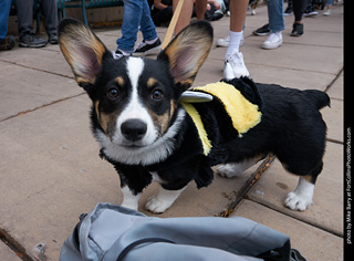 Tour de Corgi - Parade
