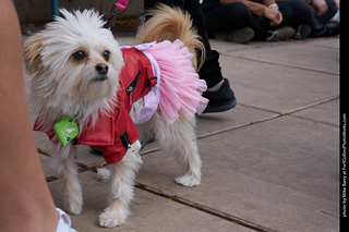 Tour de Corgi - Parade