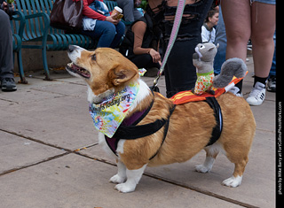 Tour de Corgi - Parade