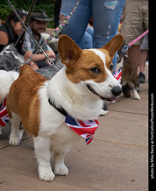 Tour de Corgi - Parade