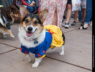 Tour de Corgi - Parade