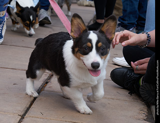 Tour de Corgi - Parade