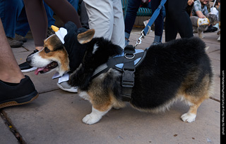 Tour de Corgi - Parade