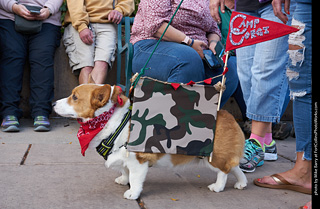 Tour de Corgi - Parade