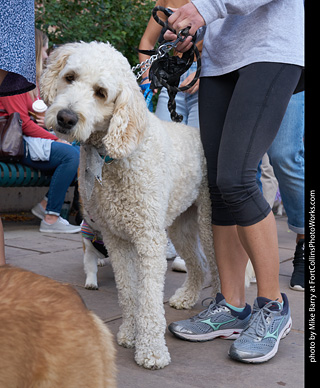 Tour de Corgi - Parade