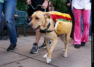 Tour de Corgi - Parade
