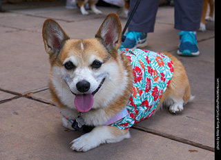 Tour de Corgi - Parade
