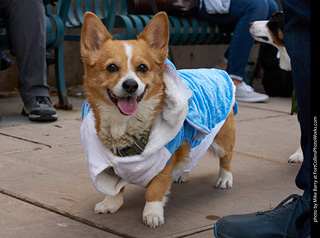 Tour de Corgi - Parade
