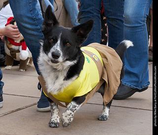 Tour de Corgi - Parade