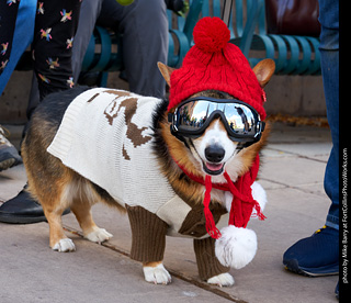 Tour de Corgi - Parade