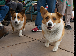 Tour de Corgi - Parade
