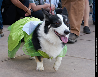 Tour de Corgi - Parade