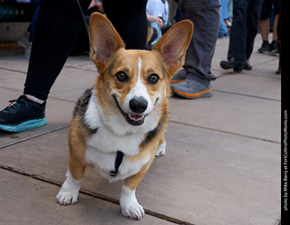Tour de Corgi - Parade