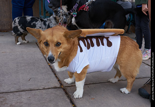 Tour de Corgi - Parade