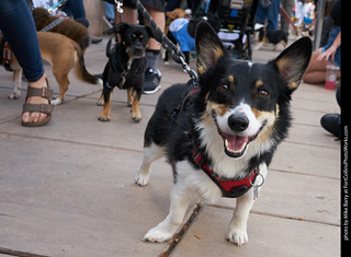 Tour de Corgi - Parade