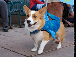 Tour de Corgi - Parade