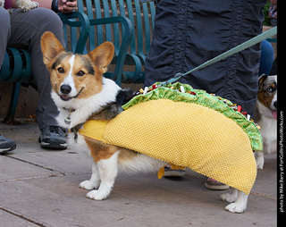 Tour de Corgi - Parade