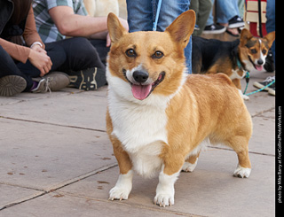 Tour de Corgi - Parade