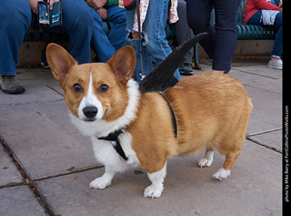 Tour de Corgi - Parade