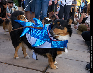 Tour de Corgi - Parade